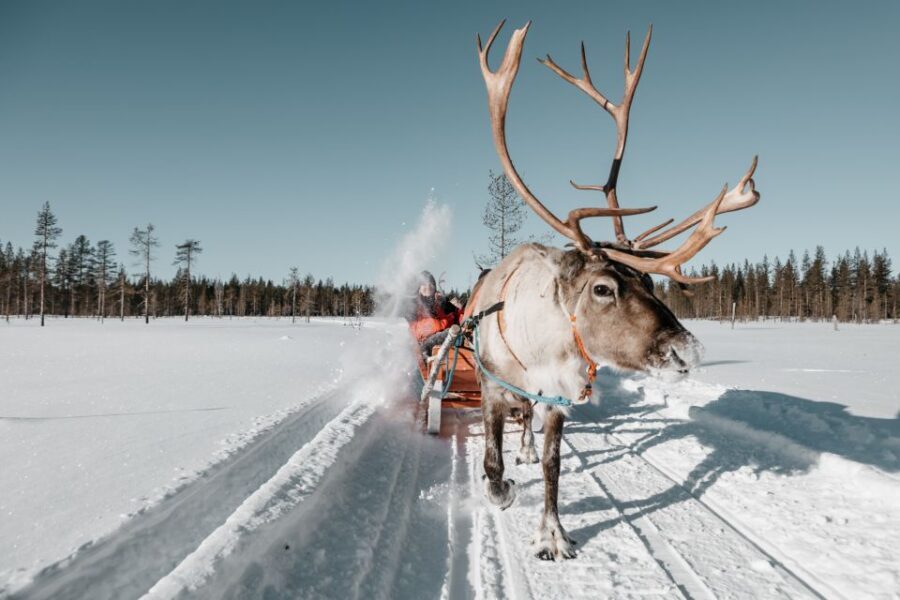 Rovaniemi: Reindeer Sleigh Ride with Hot Drink and Cookies - Reindeer Life-Cycle Talk And Herding Lifestyle Q&A