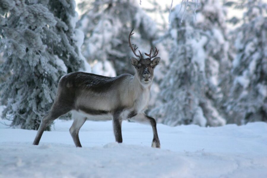 Rovaniemi: Reindeer Sleigh Ride with Hot Drink and Cookies - What To Wear So Cold Doesn’t Steal Your Joy