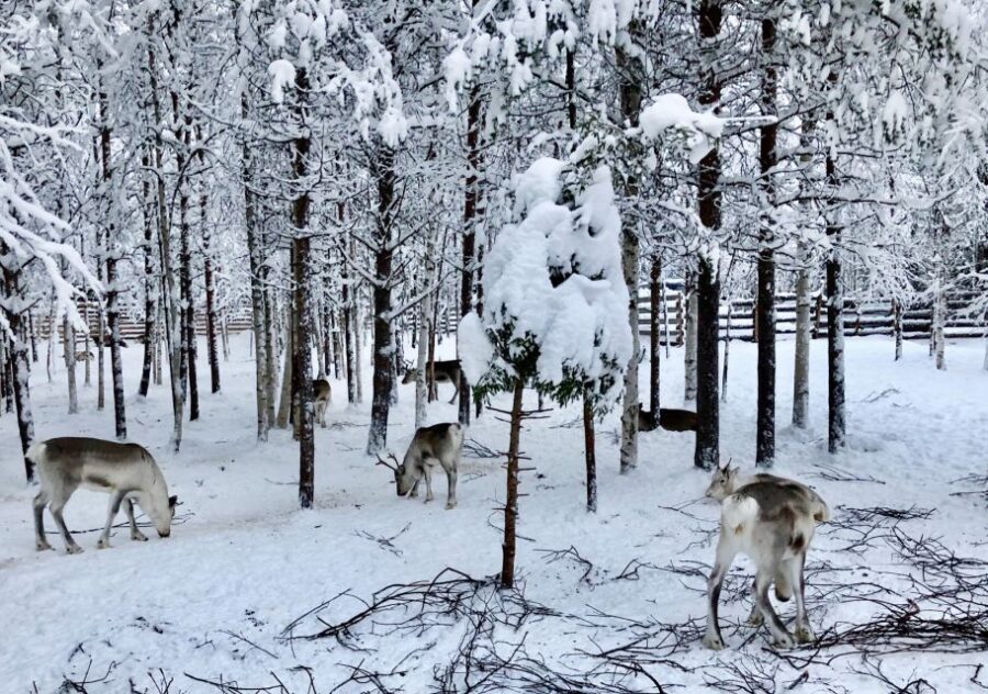 Rovaniemi: Reindeer Sleigh Ride with Hot Drink and Cookies - Warming Up In A Traditional Kota With Hot Drink And Cookies