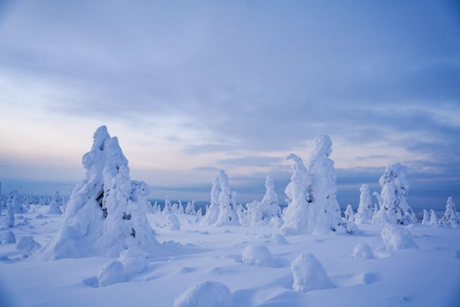 Rovaniemi: Riisitunturi National Park Day Trip with Lunch - Riisitunturi’s snow-loaded spruce: the sight you came for