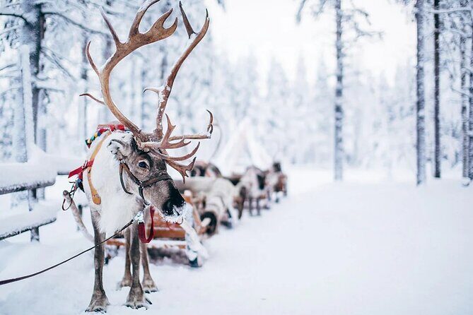 Rovaniemi Santa Claus Village Husky Reindeer Farm Arctic Museum - FAQ