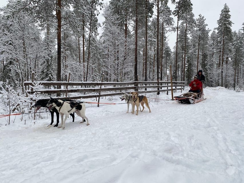 Rovaniemi: Santa Claus Village Tour Huskies & Reindeer ride - Who This Tour Fits Best (and Who Should Consider Alternatives)