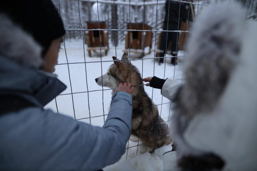 Rovaniemi: Santa Claus Village Tour Huskies & Reindeer ride - Reindeer Yard: Cultural Symbolism and a Gentle Feed
