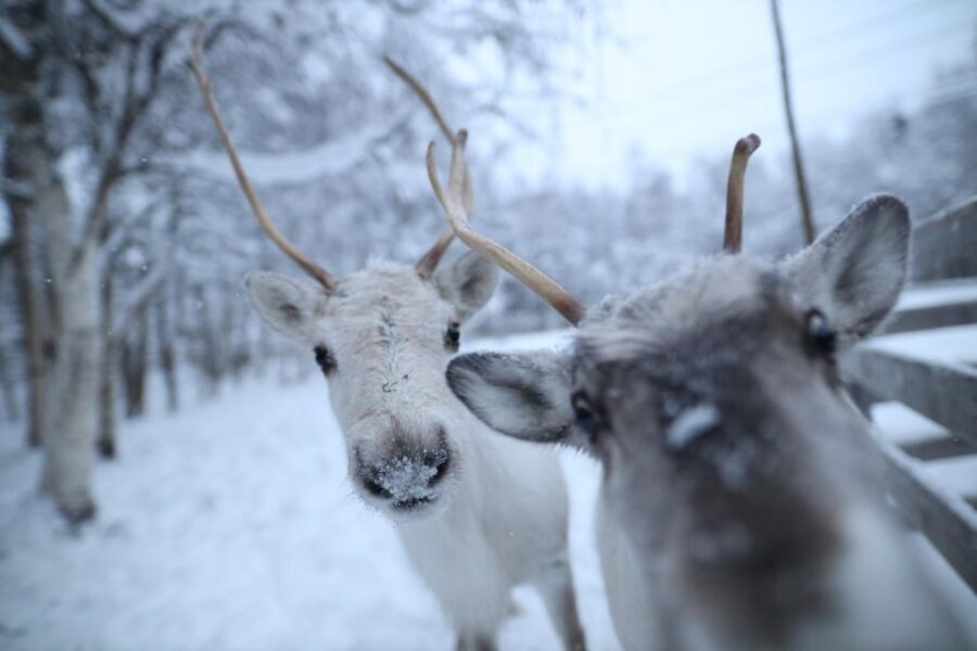 Rovaniemi: Santa Claus Village Tour Huskies & Reindeer Visit - Husky Park: pet Siberian huskies and meet the puppies