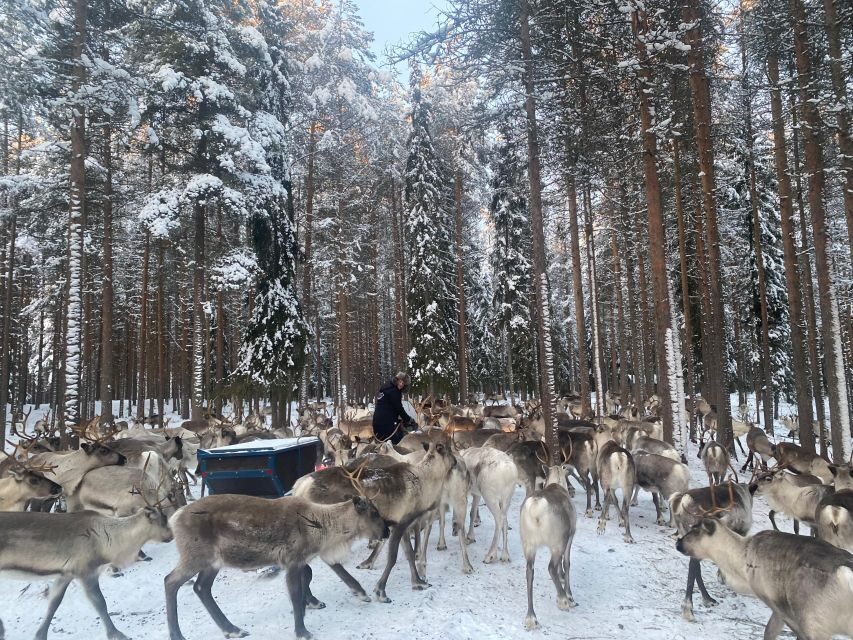 Rovaniemi: Santa Claus Village Tour Huskies & Reindeer Visit - Reindeer Yard: feed them and learn the symbolism in Lapland