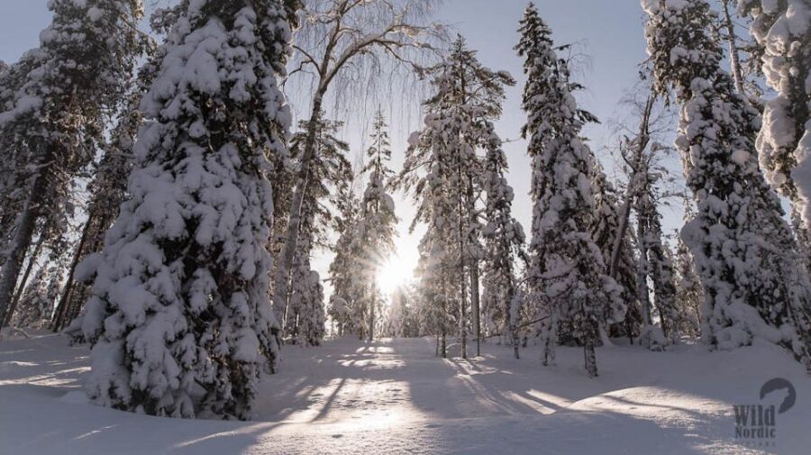 Rovaniemi: Snowmobile Safari into the Arctic Circle Forest - Who should book this snowmobile safari, and who should skip it