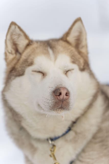 Rovaniemi: Snowmobile Safari, Reindeer & Husky Sleigh Ride - Key highlights you’ll care about