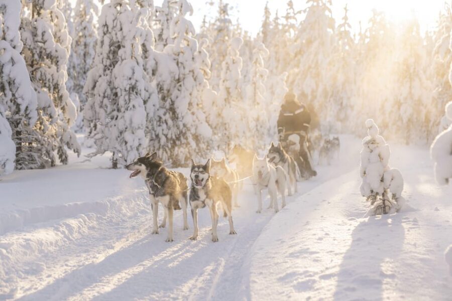 Rovaniemi: Snowmobile Safari, Reindeer & Husky Sleigh Ride - Entering the Arctic loop: what you actually do in 4.5 hours