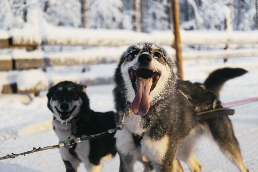 Rovaniemi: Snowmobile Safari, Reindeer & Husky Sleigh Ride - Snowmobile safari: controlled speed, real scenery, and driver switching