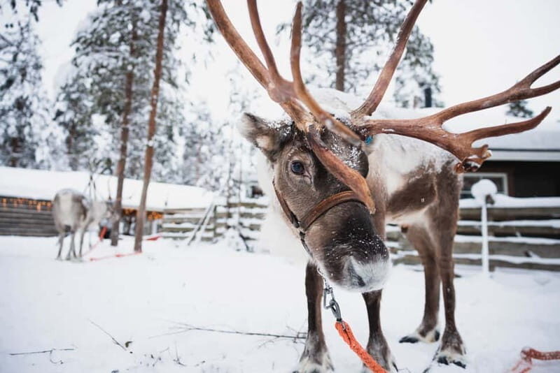 Rovaniemi: Snowmobile Tour and Reindeer Experience - Driving Your Snowmobile: Instructions, Safety, and Real Control