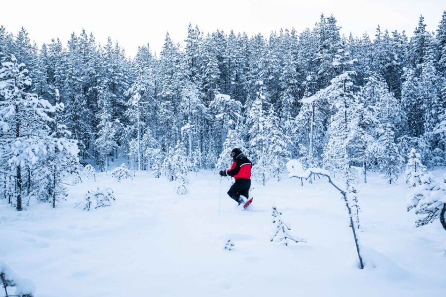 Rovaniemi: Snowshoe Wilderness Adventure - Getting There by Minivan: Smooth Pickup, Real Winter Start