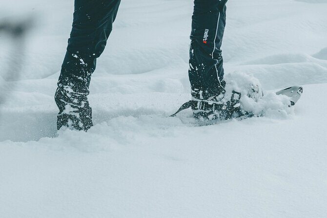 Rovaniemi: Snowshoeing in a magical snowy forest - Entering the taiga: what the snowshoe walk actually feels like