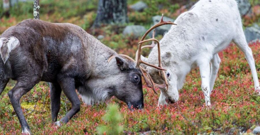 Rovaniemi: Summer Reindeer Farm Experience - Key points to know before you go
