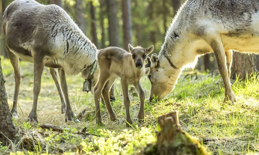 Rovaniemi: Summer Reindeer Farm Experience - A Summer Reindeer Farm Ride From Rovaniemi
