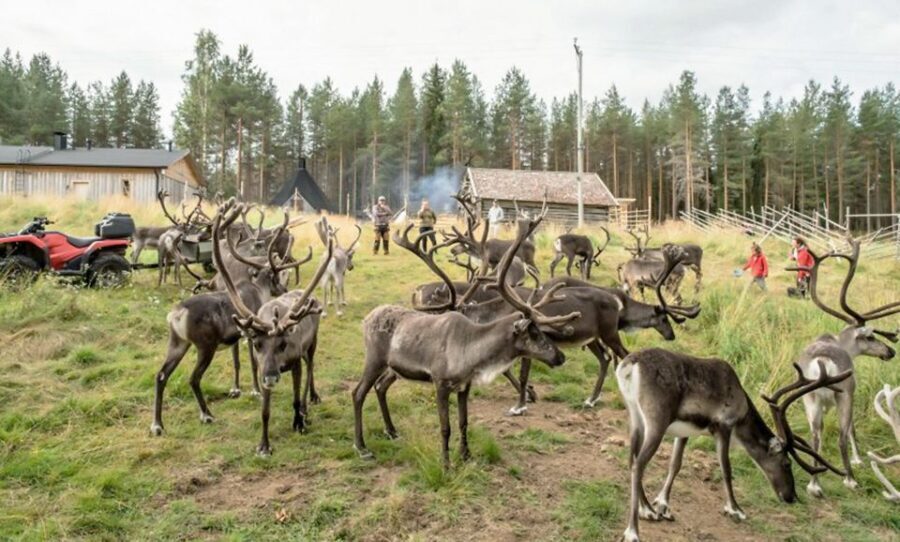 Rovaniemi: Summer Reindeer Farm Experience - Reindeer Up Close: Grazing, Velvet Antlers, and Calm Summer Life