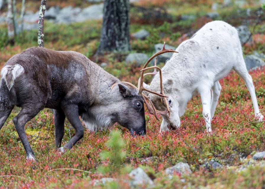 Rovaniemi: Summer Reindeer Farm Experience - Language Options and Guide Support That Actually Helps