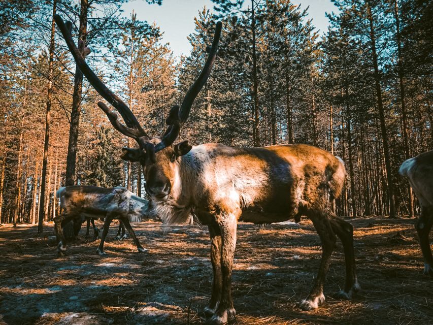 Rovaniemi: Summer Reindeer Farm Experience - What to Bring for This 2.5-Hour Reindeer Morning