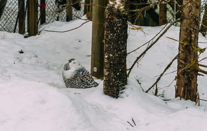 Rovaniemi: Trip to Ranua Zoo with Tickets - Ranua Zoo in Winter: Why This Day Trip Actually Works