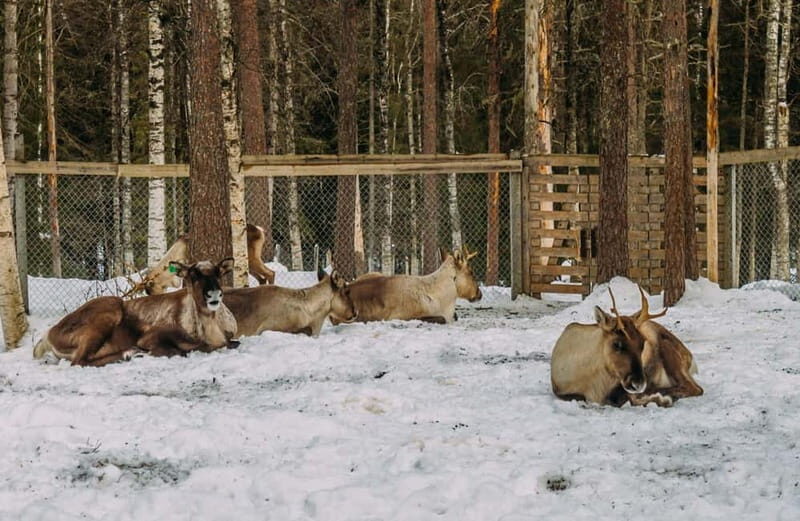 Rovaniemi: Trip to Ranua Zoo with Tickets - Your Zoo Time: What a 5-Hour Tour Feels Like on the Ground