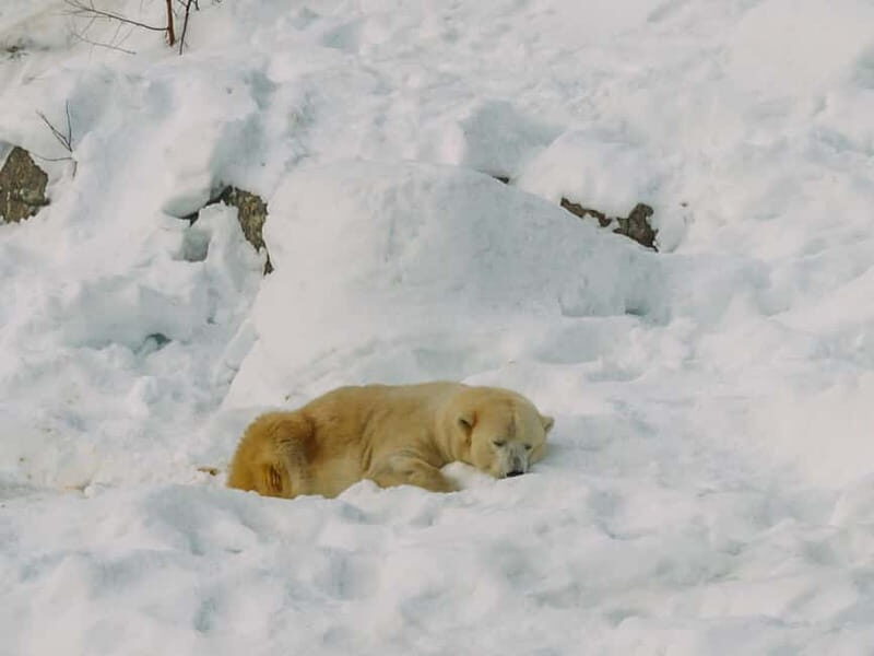 Rovaniemi: Trip to Ranua Zoo with Tickets - The White Bear Priority: The Star Attraction You Came For