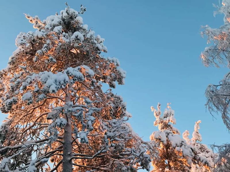 Rovaniemi: Trip to Ranua Zoo with Tickets - What You’ll Actually Do During the Day (A Straightforward Timeline)