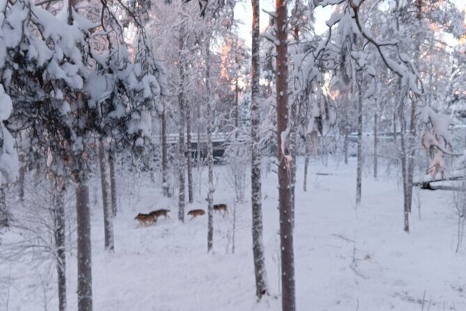 Rovaniemi: Trip to Ranua Zoo with Tickets Included - Inside the Zoo: Birds First, Then Polar Animals in Natural Habitats