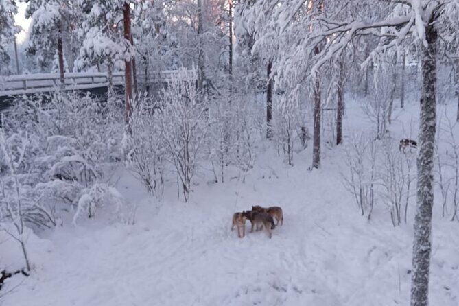 Rovaniemi: Trip to Ranua Zoo with Tickets Included - The Walk, the Weather, and Why Your Shoes Matter
