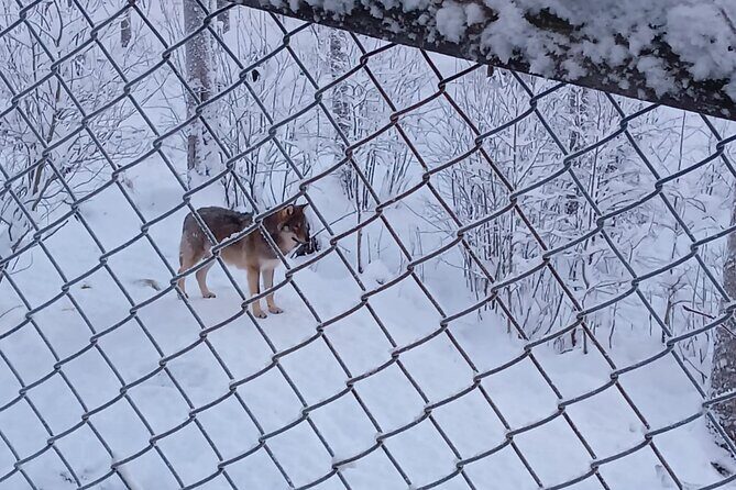 Rovaniemi: Trip to Ranua Zoo with Tickets Included - Lunch Time, Fazer Chocolate, and Warming Up Without Stress