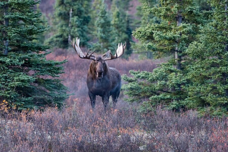 Rovaniemi: Wild Moose Safari - Moose Safari in Lapland: What the Tour Is Really About