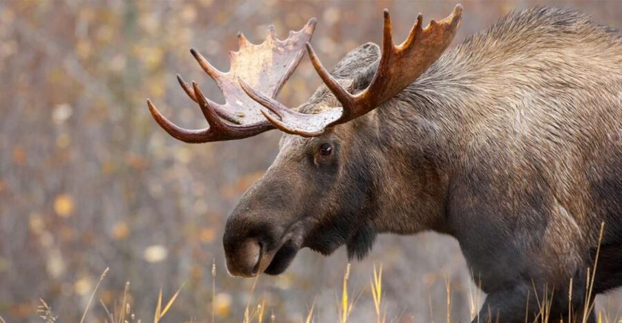 Rovaniemi: Wild Moose Safari - Your 3.5 Hours: From Hotel Pickup to Forest Roads