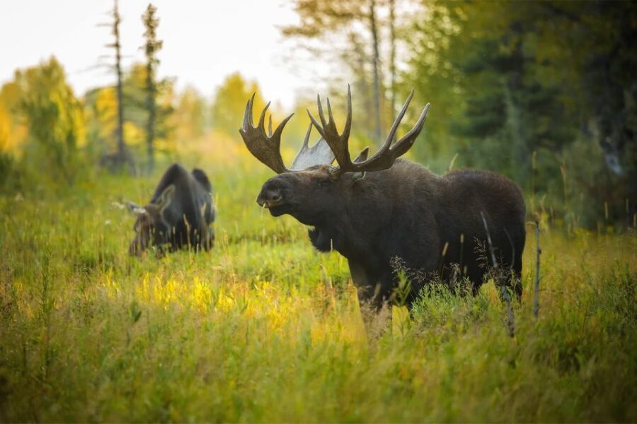 Rovaniemi: Wild Moose Safari - Price and Value: Is $146 Worth It?