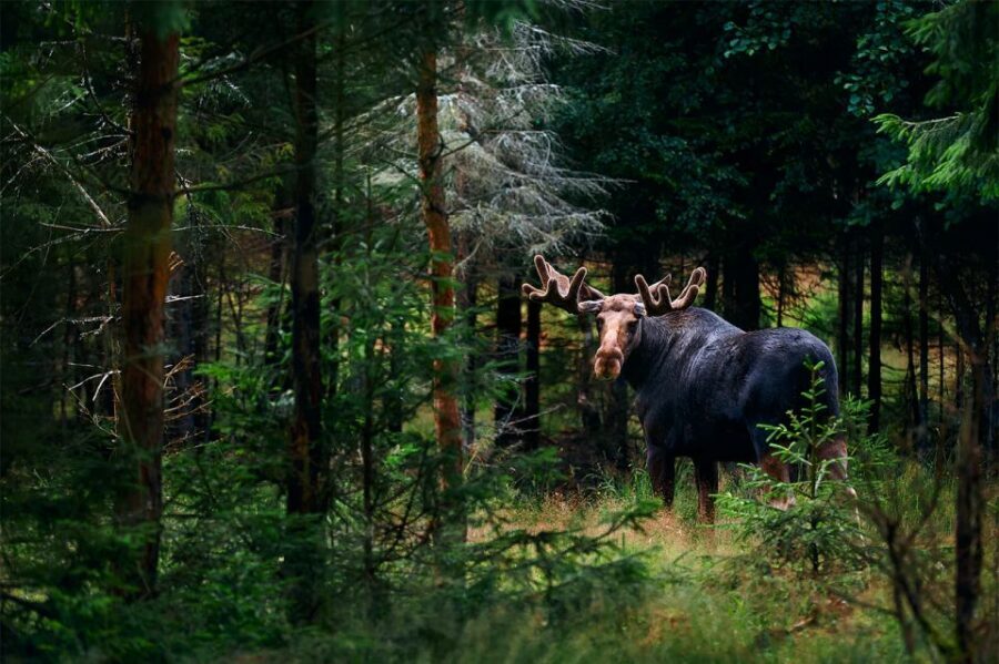 Rovaniemi: Wild Moose Safari - Who This Moose Safari Fits Best