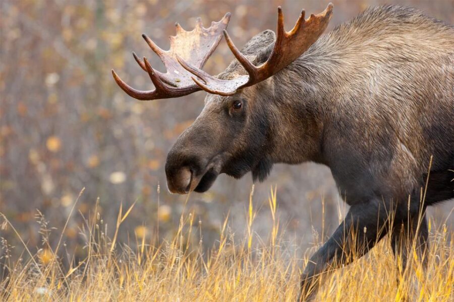 Rovaniemi: Wild Moose Safari - Group Size Rules: Why They Matter for Your Plans