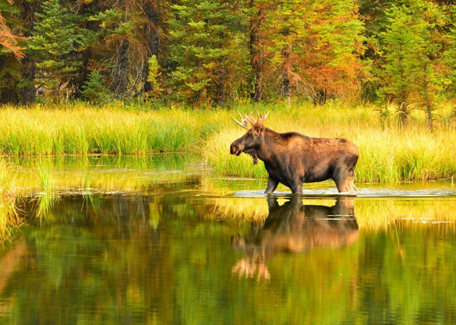 Rovaniemi: Wild Moose Safari - Should You Book the Rovaniemi Wild Moose Safari?