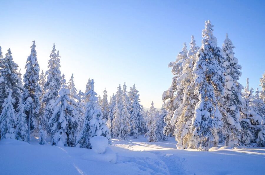 Rovaniemi: Wilderness Tour - Winter wonderland: snow drifts, frozen trees, and track reading
