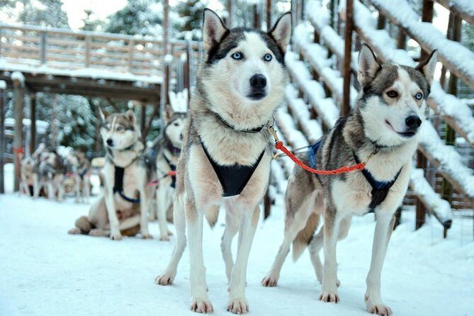 Santa Claus Village Guided Tour & Arctic Animals Adventure - Arctic Circle Crossing Certificate: A Keepsake With No Extra Cost