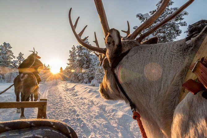 Santa Claus Village Guided Tour & Arctic Animals Adventure - Small-Group Touring and the Guide Factor (Victor Is a Good Sign)