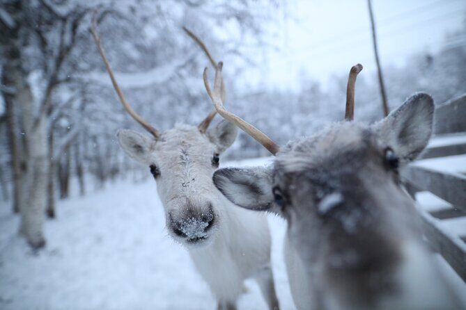 Santa Claus Village, Husky and Reindeers Combo Safari - Santa Claus Village + Husky + Reindeer: What This Day Is Really Like