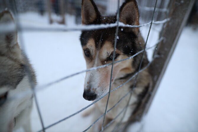 Santa Claus Village, Husky and Reindeers Combo Safari - Pickup, Timing, and Logistics: The Stuff That Makes or Breaks the Day