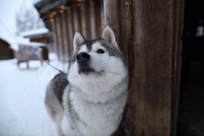 Santa Claus Village, Husky and Reindeers Combo Safari - Guide Experience: When the Day Feels Effortless