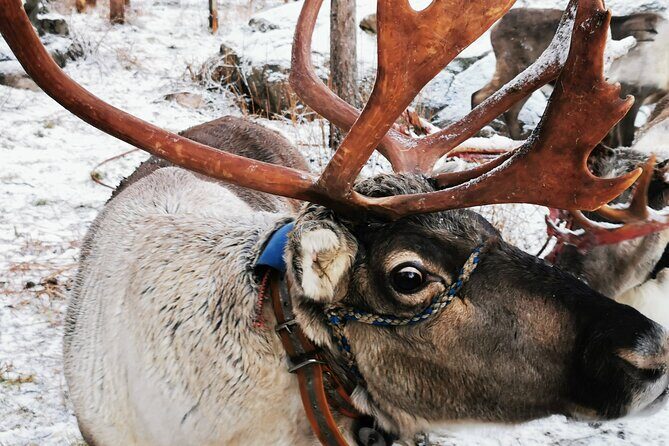Santa's Reindeer & Husky Safari + Aurora BBQ in Rovaniemi - Key Highlights You’ll Notice Right Away