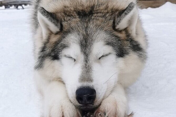 Santa's Reindeer & Husky Safari + Aurora BBQ in Rovaniemi - Morning Animal Time: Husky Safari (500m) and Reindeer Ride (400m)