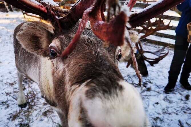Santa's Reindeer & Husky Safari + Aurora BBQ in Rovaniemi - Aurora BBQ in a Kota: Food, Fire Time, and a Cozy Winter Reset