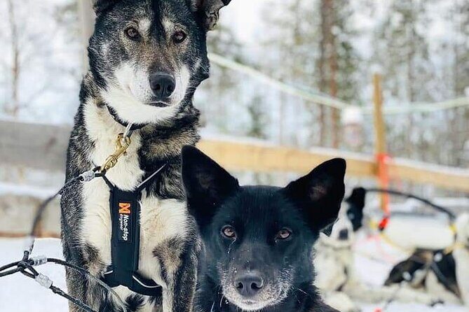 Santa's Reindeer & Husky Safari + Aurora BBQ in Rovaniemi - What to Expect in Real Life: Group Size, Seats, and Timing