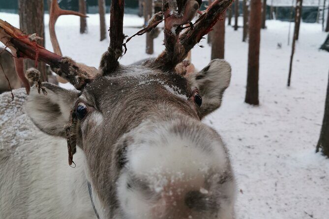 Santa's Reindeer & Husky Safari + Aurora BBQ in Rovaniemi - Santa Village Free Time: Where You Spend Your Middle Hours