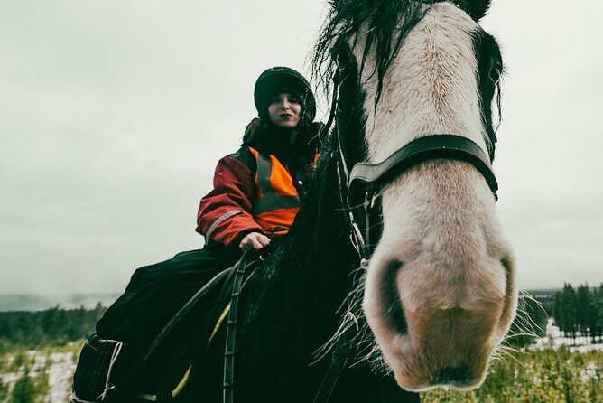Small-Group Arctic Circle Horse Riding from Rovaniemi - Key highlights at a glance