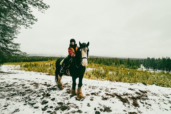 Small-Group Arctic Circle Horse Riding from Rovaniemi - Meet the Irish Cobs (and the meaning behind shoeless horses)