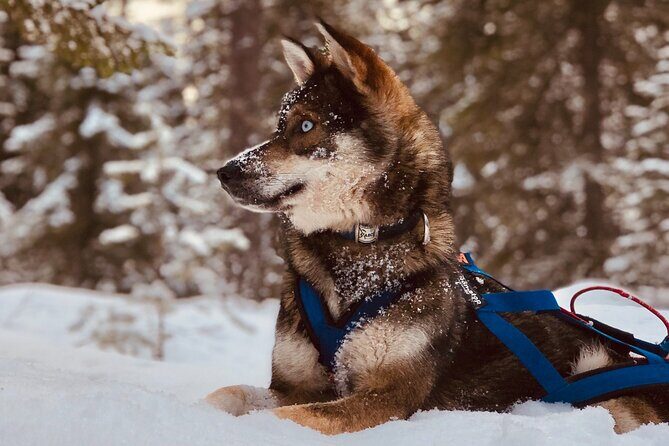 Small-Group Husky Mushing Experience in Rovaniemi - Mid-Ride Photo Stop and Driver Swap: Where the Tour Breathes