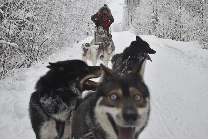 Small-Group Husky Mushing Experience in Rovaniemi - The Kota Snack: Sausages, Warm Drinks, and Husky Stories That Land