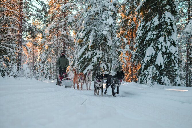 Small-Group Husky Mushing Experience in Rovaniemi - Price and Value: Why $277.05 Works When You Factor the Real Stuff